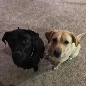 Meet your Posher, Todd